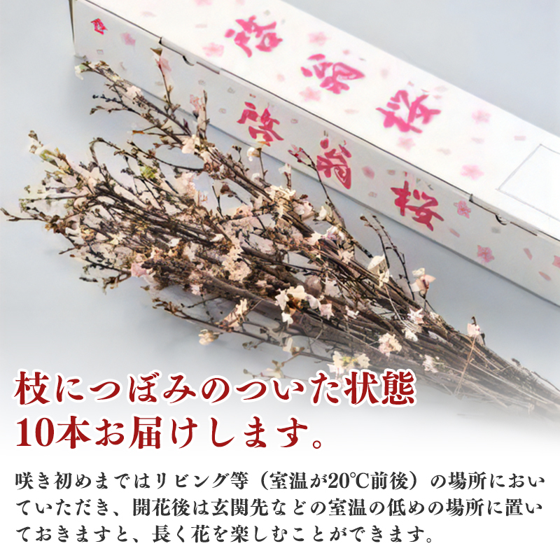 【2025年12月下旬頃発送】啓翁桜 計10本（80cm×10本）【日付指定不可】 山形県産 山形産 お取り寄せ 特産 フラワー アレンジメント 華道 生け 花 正月 新年 飾り 冬 春 雪 花見 和室 玄関 床の間 植物 観賞用　013-K-JA003