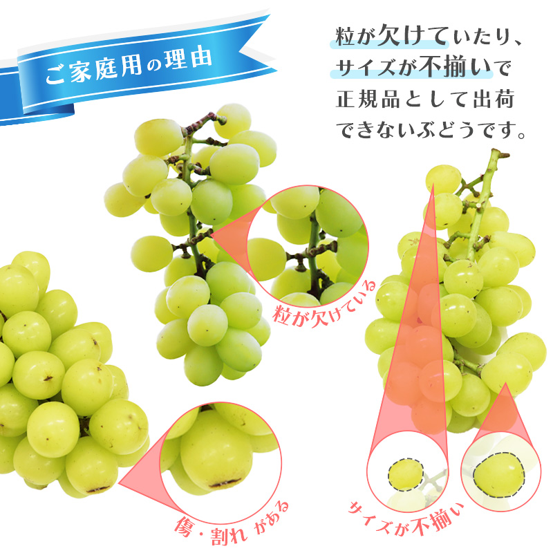 《先行予約・ご家庭用》令和8年産 訳あり シャインマスカットとお任せ1～2種 ぶどう 詰合せ セット 計1kg 山形県産 2026年産【2026年9月中旬頃～11月頃発送予定】　013-B-JF020