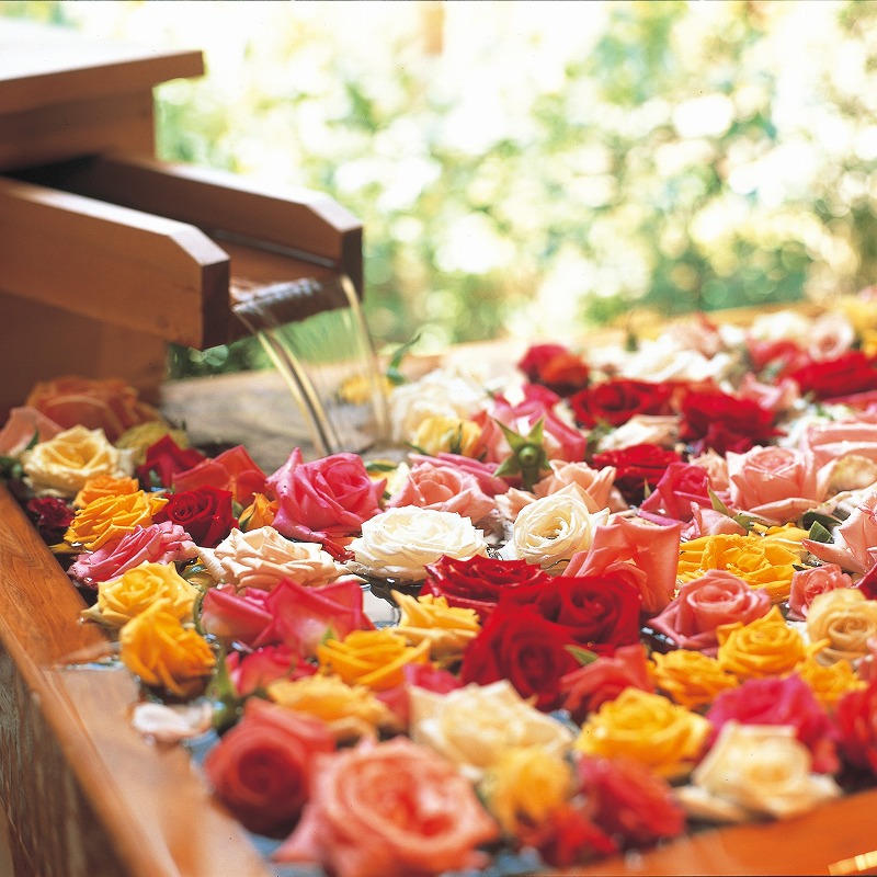 ご自宅用 バラ風呂セット（48輪）山形県産 ／ 薔薇 お取り寄せ 特産 名物 産地直送 ばら ギフト プレゼント フラワー ローズ 花 祝 贈答 記念 植物 癒し 香り 豪華 女子力 彼女 妻 母 女性 友達 コスプレ バス リラックス 撮影 国産 東北 山形　021-K-JS002