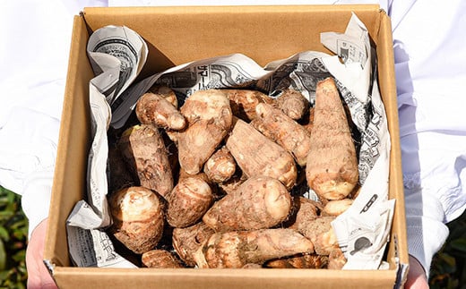 やまがた伝統野菜 「子姫芋（里芋）」2kg 《土付き》 山形県産 令和7年産 【2025年11月中旬頃～2026年3月頃配送予定】　009-B-MM036 2kg 《土付き》