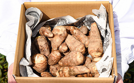 やまがた伝統野菜 「子姫芋（里芋）」5kg 《土付き》 山形県産 令和7年産 【2025年11月中旬頃から順次発送予定】　018-B-MM038 5kg 《土付き》