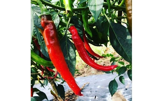 《無農薬栽培唐辛子使用》旨辛せんべい『こころ辛（から）』6袋セット 【思いやり型返礼品】就労継続支援Ａ型事業所支援品　010-G-BK009