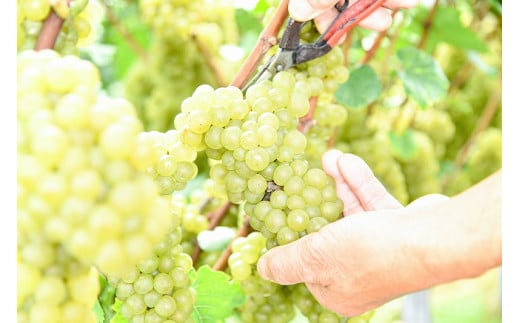 《山形県産ぶどう100％》月山山麓 シャルドネヴィンテージ 白ワイン 辛口 （720ml×６本）　050-E-CK022