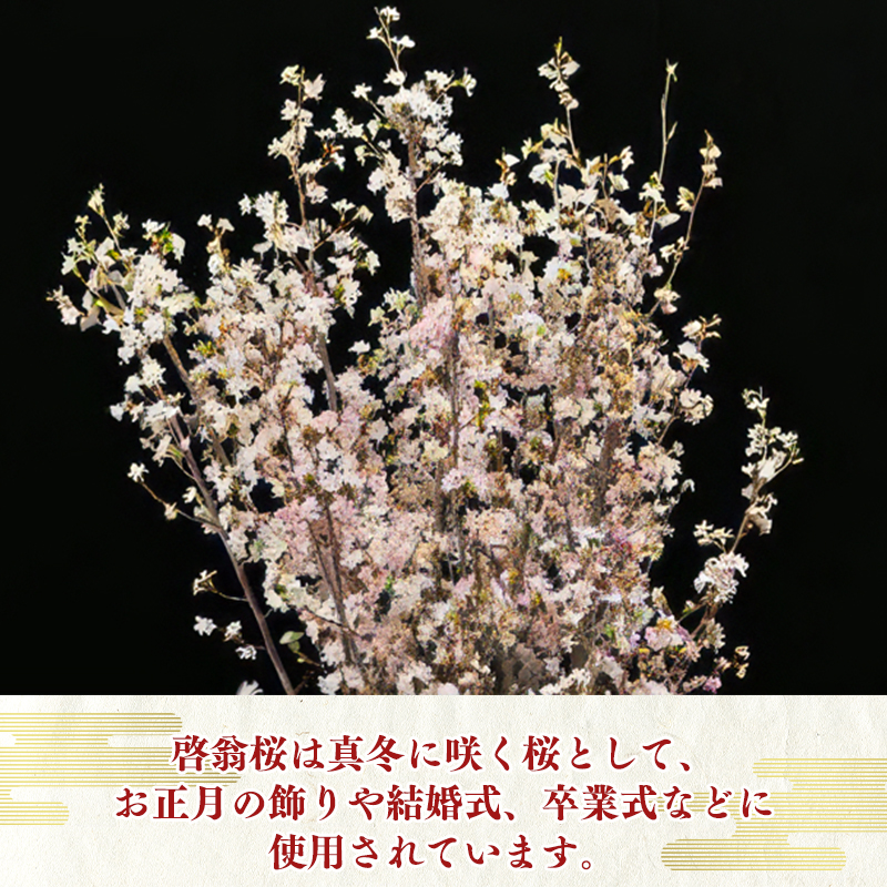【2025年12月下旬頃発送】啓翁桜 計10本（80cm×10本）【日付指定不可】 山形県産 山形産 お取り寄せ 特産 フラワー アレンジメント 華道 生け 花 正月 新年 飾り 冬 春 雪 花見 和室 玄関 床の間 植物 観賞用　013-K-JA003