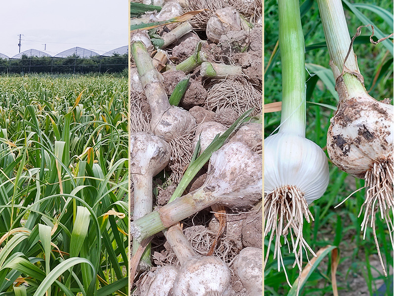 こだわり農家の「発酵熟成 黒にんにくビン詰め」 80g×6個 山形県産　013-G-JF012