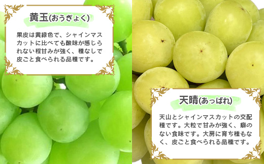 《先行予約》令和8年産 シャインマスカットと人気のぶどう 食べ比べ セット 計2房（計1kg以上）品種おまかせ 山形県産 2026年産【2026年9月中旬頃から11月頃発送予定】　015-B-JF013