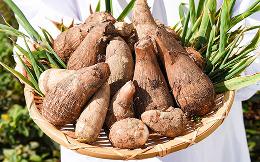 やまがた伝統野菜 「子姫芋（里芋）」5kg 《土付き》 山形県産 令和7年産 【2025年11月中旬頃から順次発送予定】　018-B-MM038 5kg 《土付き》