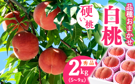 令和8年産 先行予約 有機質肥料栽培 硬めの 白桃  2kg（5～9玉） 秀品 品種おまかせ 山形県産 【2026年8月下旬頃～10月上旬頃発送予定】　012-B-AF008 2kg（5～9玉）