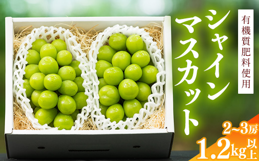 令和8年産 先行予約 ＜厳選＞ シャインマスカット 1.2kg以上（2～3房） 山形県産【2026年9月上旬頃～10月上旬頃発送予定】※配送不可 沖縄・離島　016-B-AF010 1.2kg以上（2～3房）
