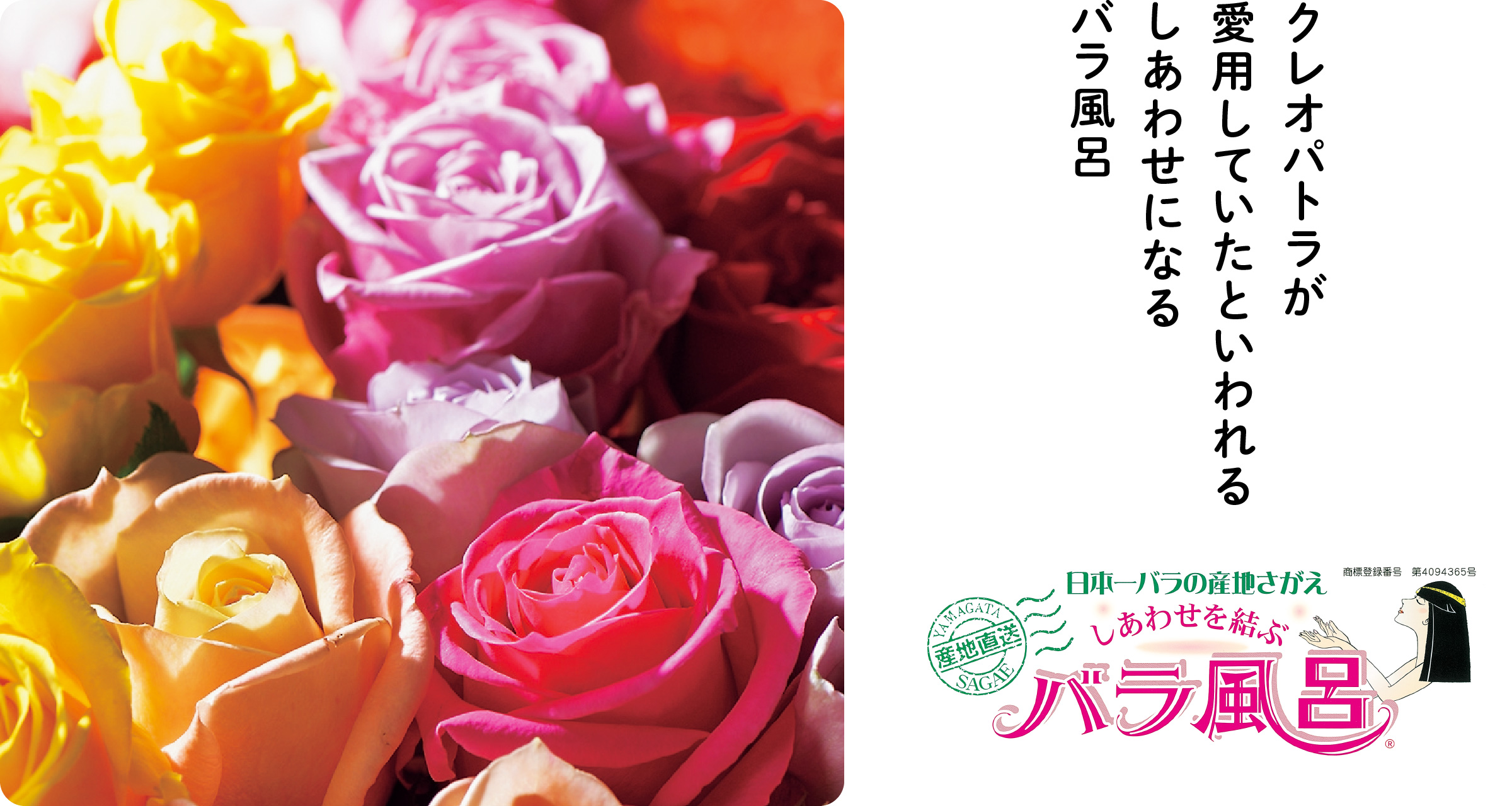 ご自宅用 バラ風呂セット（24輪）山形県産 ／ 薔薇 お取り寄せ 特産 名物 産地直送 ばら ギフト プレゼント フラワー ローズ 花 祝 贈答 記念 植物 癒し 香り 豪華 女子力 彼女 妻 母 女性 友達 コスプレ バス リラックス 撮影 国産 東北 山形　011-K-JS001