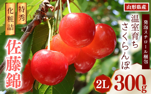 《先行予約》令和8年産 温室育ち さくらんぼ 佐藤錦 2L 特秀品 300g 化粧詰（発泡スチロール梱包）山形県産 【2026年4月下旬頃～5月中旬頃発送予定】 ※配送不可 沖縄・離島　038-A-MZ005