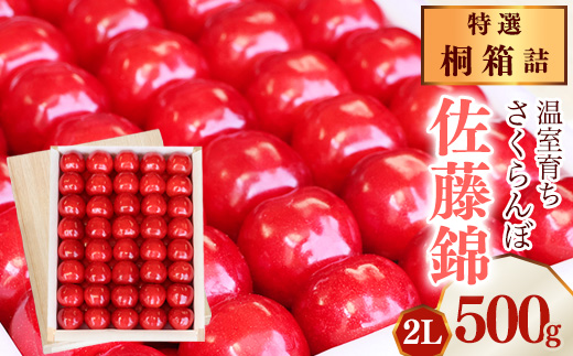 《先行予約》令和8年産 特選 温室育ち さくらんぼ 佐藤錦 2L 特秀品 500g 桐箱詰（発泡スチロール梱包）2026産 山形県産【2026年5月上旬頃～5月中旬頃発送予定】※ 配送不可 沖縄・離島　350-A-MZ007 特選　佐藤錦