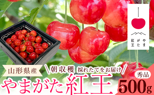 【先行予約】 令和8年産 さくらんぼ やまがた紅王 2Lサイズ以上 秀品 500g （500g×1パック） 2026年産 山形県産【2026年6月中旬頃～6月下旬頃発送予定】※配送不可 沖縄・離島　025-A-RF004