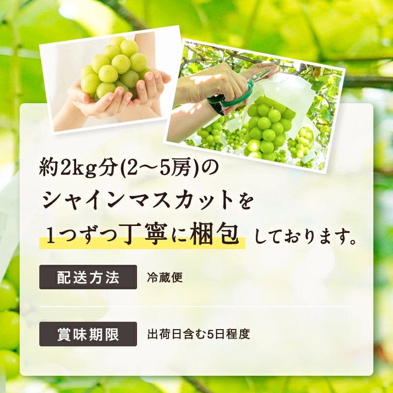 【2025年9月～10月発送分先行受付】山形のぶどう(シャインマスカット)約2kg（2～5房）_H063(R7)-2