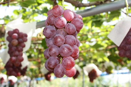 【2025年9月～10月発送分先行受付】「秀品」山形のぶどう品種おまかせ約4kg(約2kg×2種)_H056(R7)