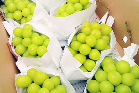 【2025年9月～10月発送分先行受付】「秀品」山形のぶどう（シャインマスカット）4.5kg以上(5～9房)_H135(R7)