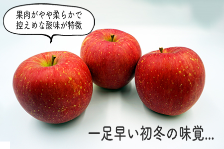 【2025年9月～10月発送分先行受付】山形のりんご（早生ふじ）約5kg_H075(R7)
