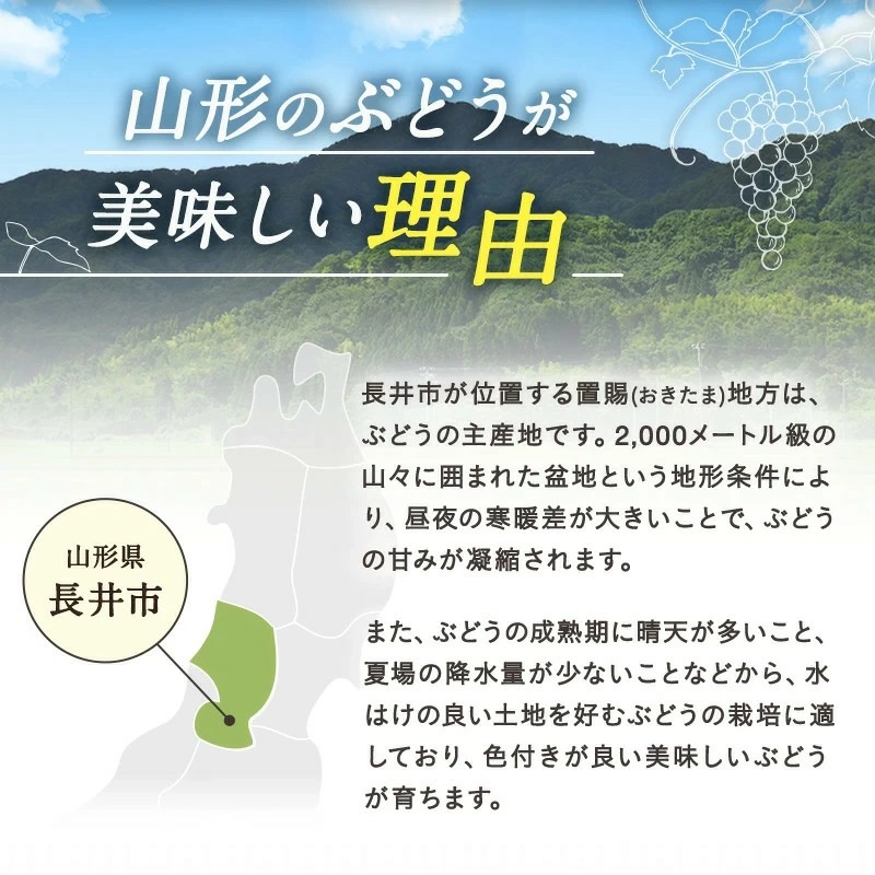 【2025年9月～10月発送分先行受付】山形のぶどう(シャインマスカット)2房・計1kg以上_H065(R7)-2