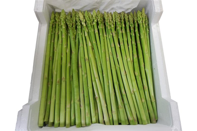 【2025年7月～8月発送分先行受付】夏どりアスパラ（M～Lサイズ・約2kg）_H052(R7)