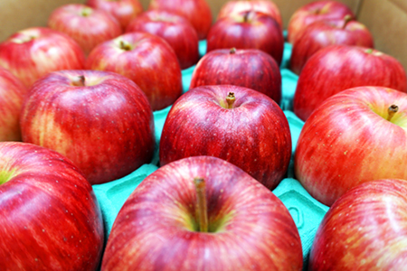 【2025年9月～10月発送分先行受付】山形のりんご（つがる）約5kg_H074(R7)