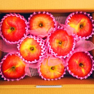 【2025年10月～11月発送分先行受付】山形のりんご（高徳）約2kg_H078(R7)