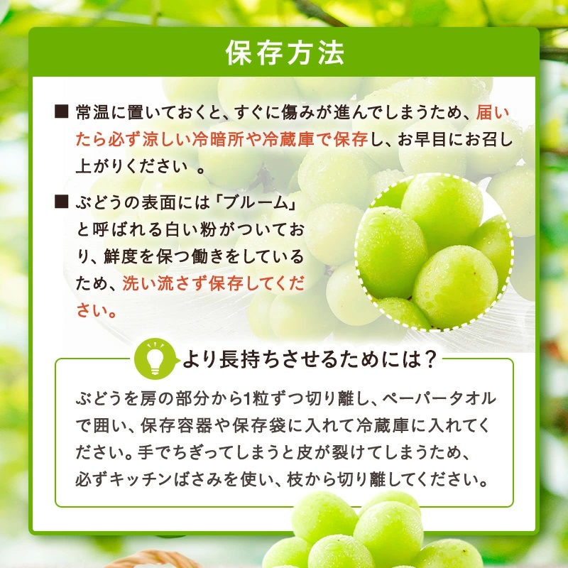 【2025年9月～10月発送分先行受付】山形のぶどう(シャインマスカット)2房・計1kg以上_H065(R7)-2