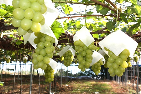 【2025年9月～10月発送分先行受付】「秀品」山形のぶどう品種おまかせ約4kg(約2kg×2種)_H056(R7)