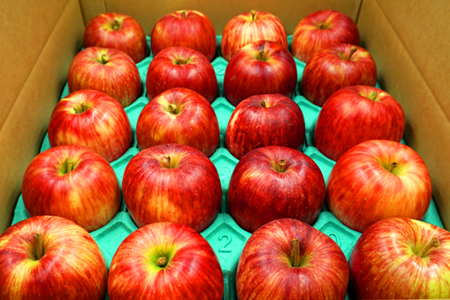 【2025年9月～10月発送分先行受付】山形のりんご（つがる）約5kg_H074(R7)