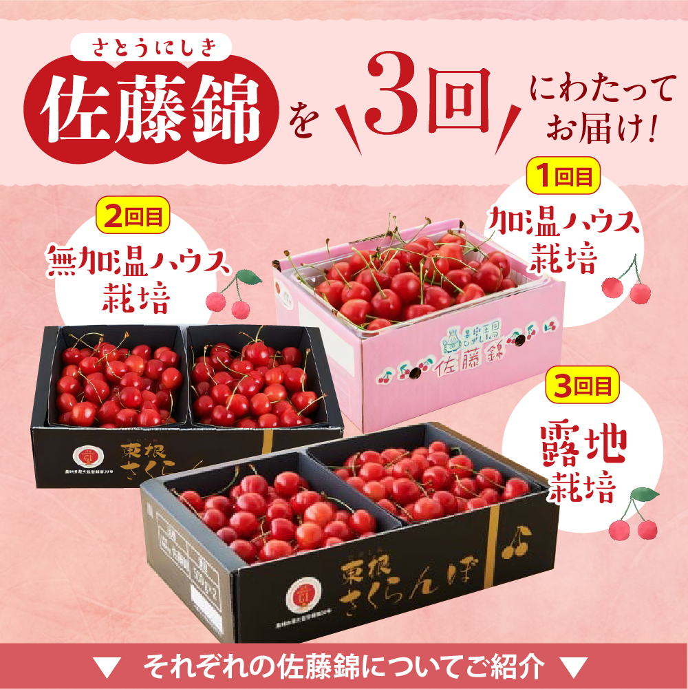 【2026年産 先行予約】 GI「東根さくらんぼ」 佐藤錦 満喫 コース (2026年4月下旬～5月中旬からスタート) 山形県 東根市　hi001-041
