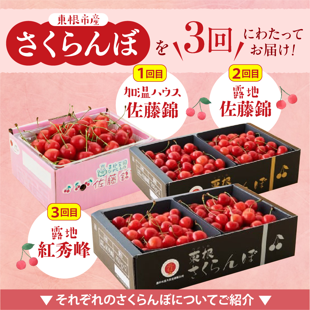 【2026年産 先行予約】GI「東根さくらんぼ」 さくらんぼ 満喫 コース Part１　(2026年4月下旬～5月中旬からスタート) 山形県 東根市　hi001-042