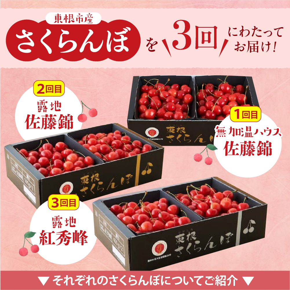 【2026年産 先行予約】 GI「東根さくらんぼ」 さくらんぼ 満喫 コース Part2 (2026年5月下旬～6月上旬からスタート) 山形県 東根市　hi001-043
