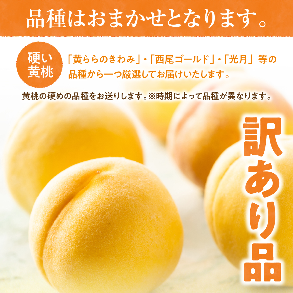 【2026年産】黄桃 品種おまかせ 訳あり2kg(硬め)松栗提供 山形県 東根市 hi062-063 黄桃 品種おまかせ 訳あり2kg(硬め)