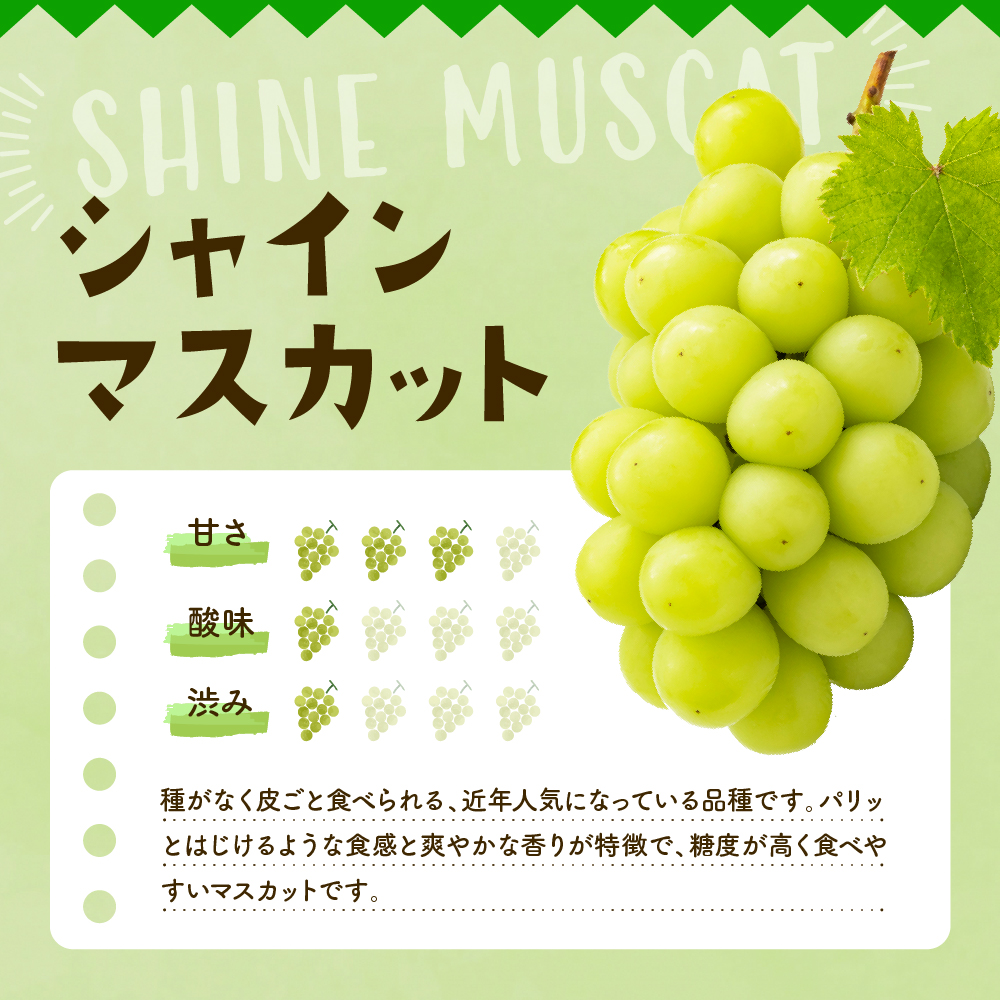 2026年ぶどう「シャインマスカット」秀品 化粧箱入り 2房(約1.2kg) 東根農産センター提供 山形県 東根市 hi027-234