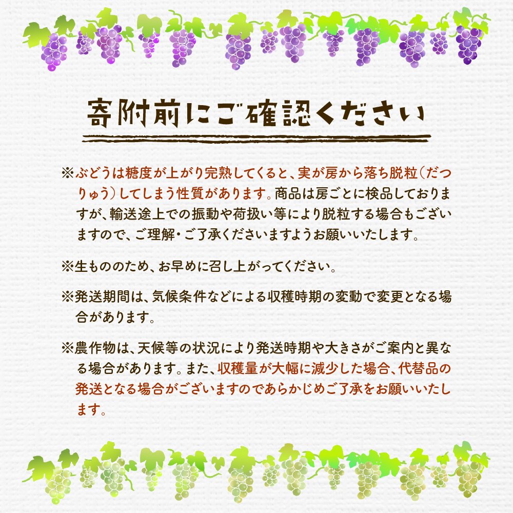 2026年ぶどう「シャインマスカット」秀品 化粧箱入り 1房(約600g) 東根農産センター提供 山形県 東根市 hi027-233