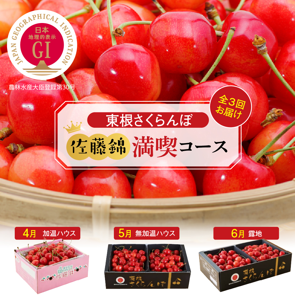 【2026年産 先行予約】 GI「東根さくらんぼ」 佐藤錦 満喫 コース (2026年4月下旬～5月中旬からスタート) 山形県 東根市　hi001-041