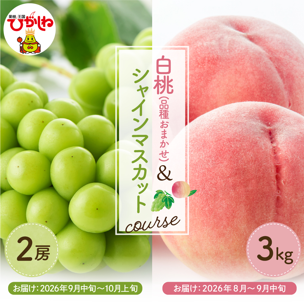 【2026年 2回定期便】東根市 果物定期便 もも シャインマスカット（白桃品種お任せ3kg、シャインマスカット2房）山形県 東根市 よってけポポラ提供 hi003-159