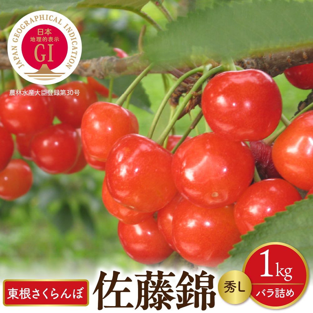 【先行予約】2026年産 GI東根さくらんぼ佐藤錦 秀L 1kgバラ詰め(500g×2P) 株式会社晴天畑提供 hi026-049