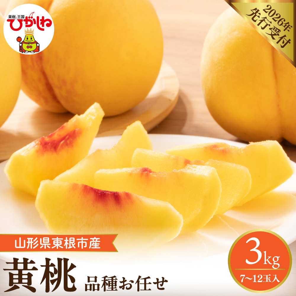 【2026年産先行予約】採れたて黄桃(品種お任せ) 約3kg (7～12玉)晴天畑提供 山形県 東根市 hi026-057