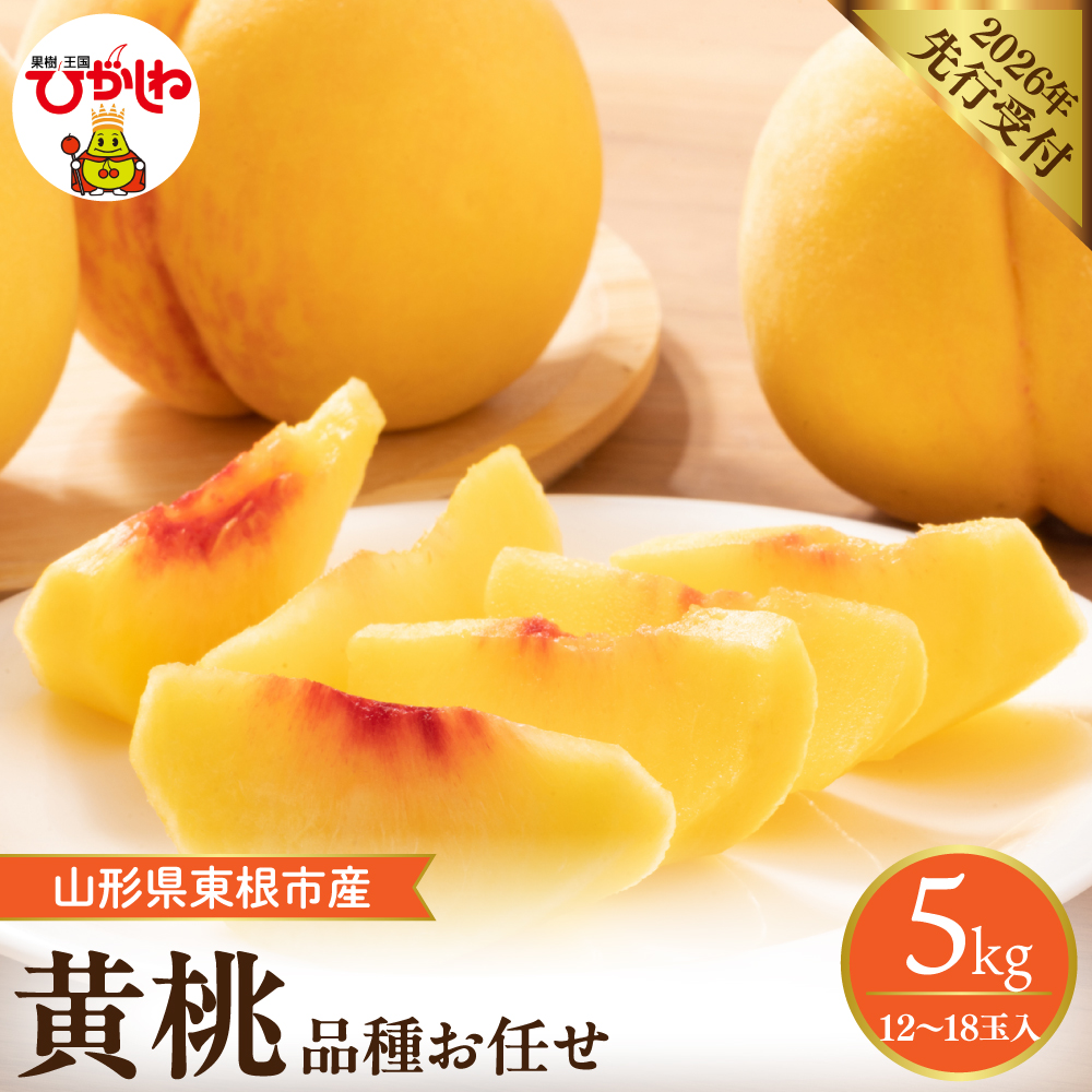 【2026年産先行予約】採れたて黄桃(品種お任せ) 約5kg (12～18玉)晴天畑提供 山形県 東根市 hi026-058