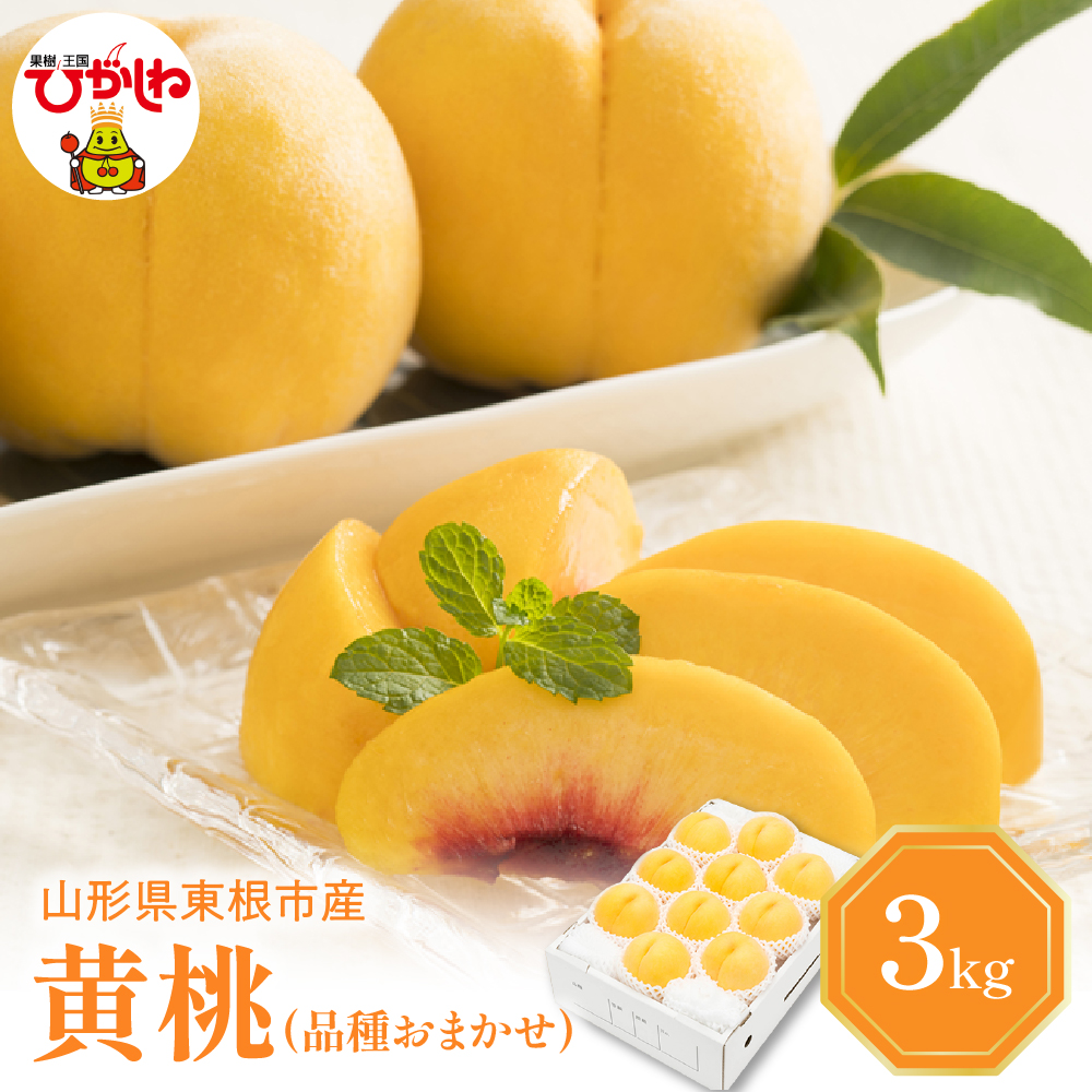 【2026年産 先行予約】 黄桃 (品種おまかせ) 3kg 秀品 化粧箱入り 東根農産センター提供 山形県 東根市 hi027-261