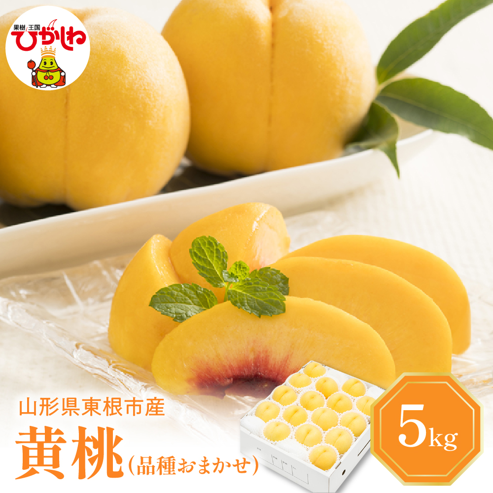 【2026年産 先行予約】 黄桃 (品種おまかせ) 5kg 秀品 化粧箱入り 東根農産センター提供 山形県 東根市 hi027-262