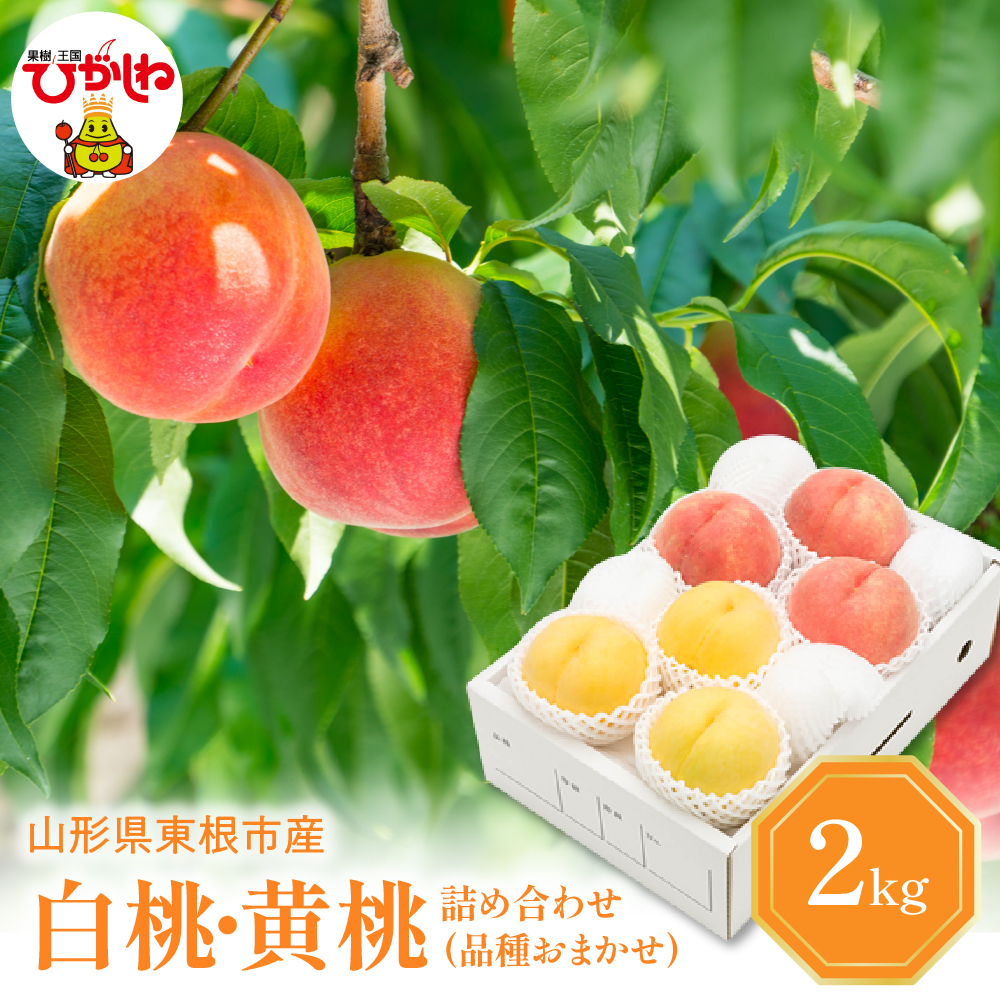 【2026年産 先行予約】 白桃＆黄桃 詰め合わせ (品種おまかせ) 2kg 秀品 化粧箱入り 東根農産センター提供 山形県 東根市 hi027-263