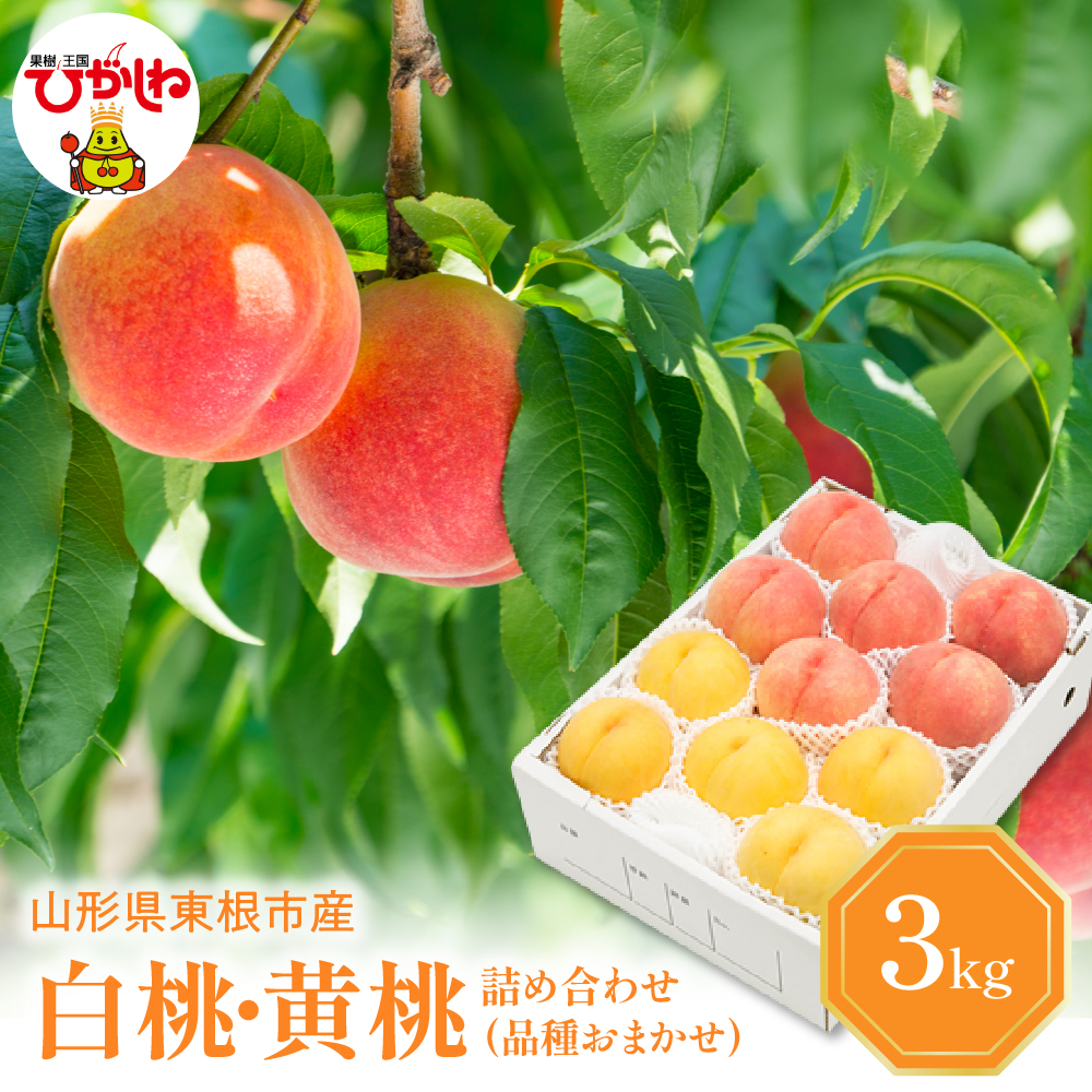 【2026年産 先行予約】 白桃＆黄桃 詰め合わせ (品種おまかせ) 3kg 秀品 化粧箱入り 東根農産センター提供 山形県 東根市 hi027-264