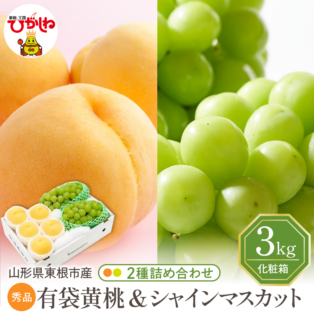 【2026年】東根市産 有袋黄桃（品種おまかせ）＆シャインマスカット 詰め合わせ 3kg 秀品 化粧箱入り 山形県 東根市 hi027-239