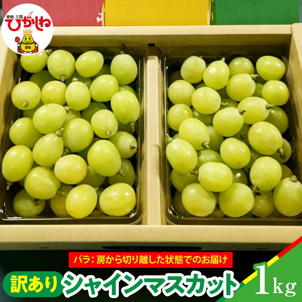 【2026年産】シャインマスカット 訳ありバラ 約1kg 山形県 東根市 松栗提供 hi062-066