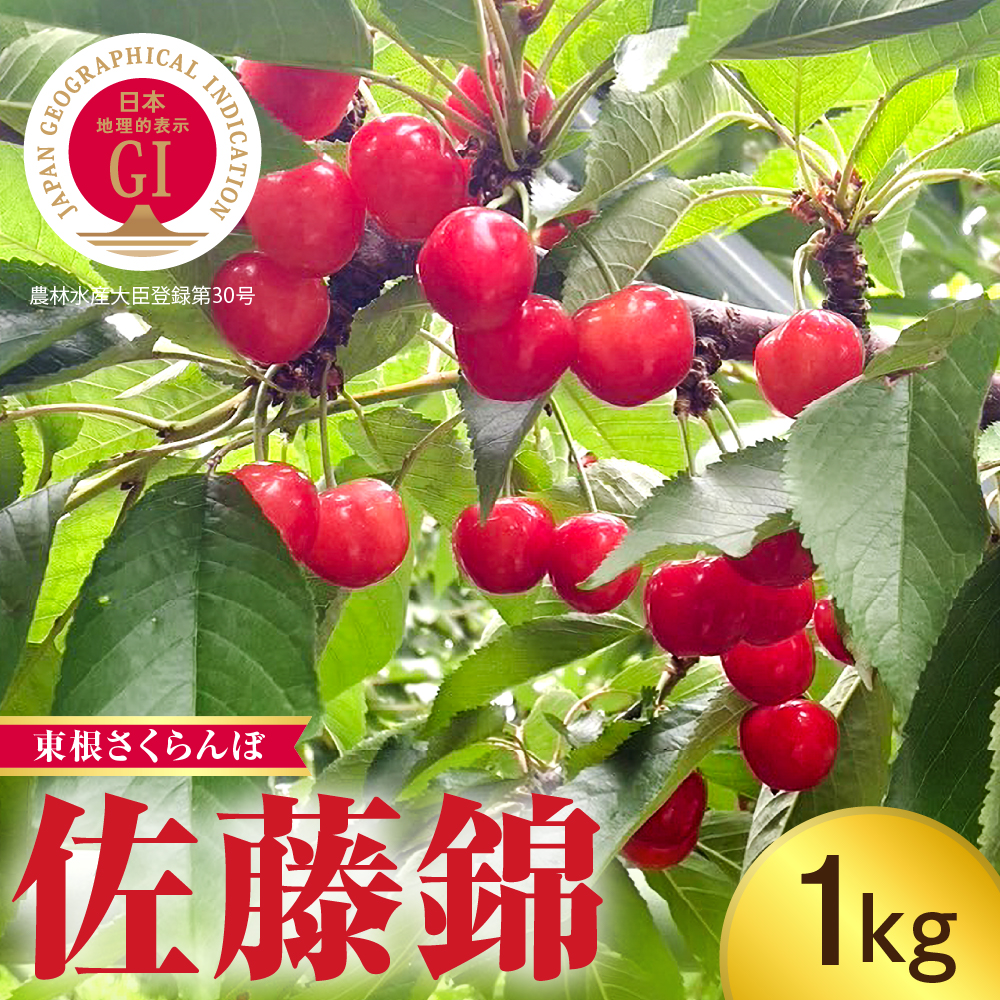 【2025年産】GI「東根さくらんぼ」佐藤錦 1kg（500gバラ詰め×2パック） Lサイズ 山形県 東根市 hi074-012-1