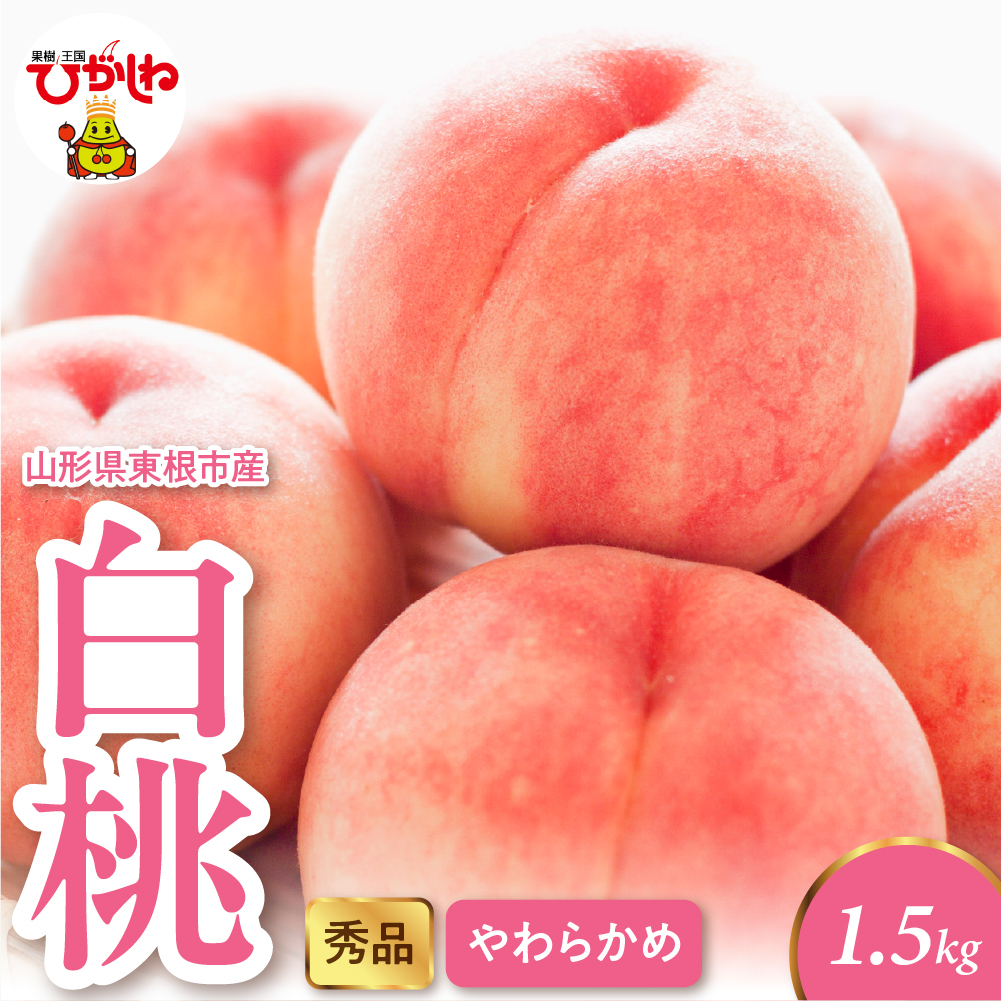 2026年産 白桃（柔らかめ） 1.5kg 秀品 山形県 東根市 hi082-047 白桃（柔らかめ） 1.5kg 秀品