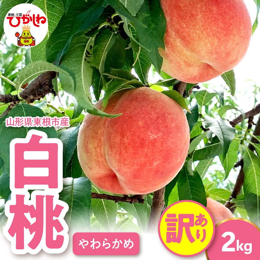 2026年産 【訳あり】白桃（柔らかめ） 2kg 山形県 東根市 hi082-051
