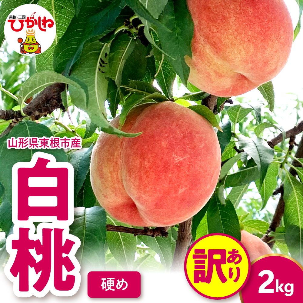2026年産 【訳あり】白桃（硬め） 2kg 山形県 東根市 hi082-056