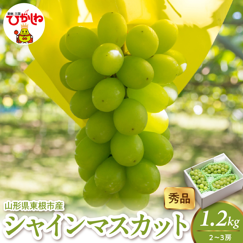 2026年産 シャインマスカット 1.2kg（2-3房） 秀品 山形県 東根市　hi082-058 1.2kg（2-3房）